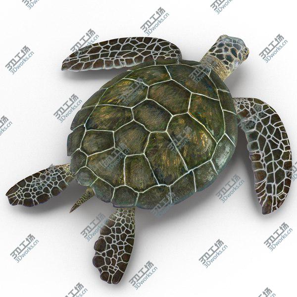 images/goods_img/20210312/Sea Turtle Rigged for Maya/5.jpg